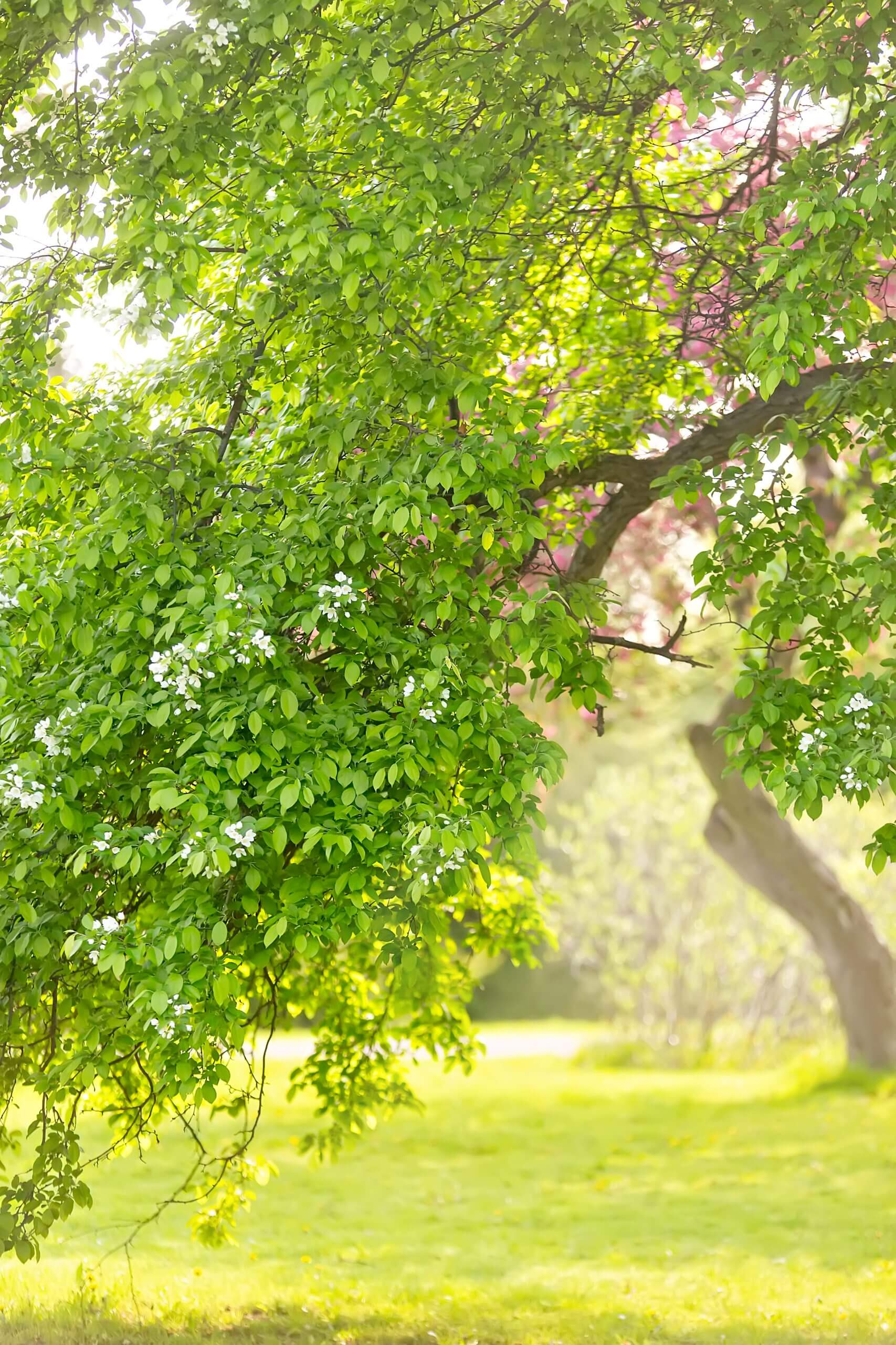 Outdoor Walk and Talk Sessions