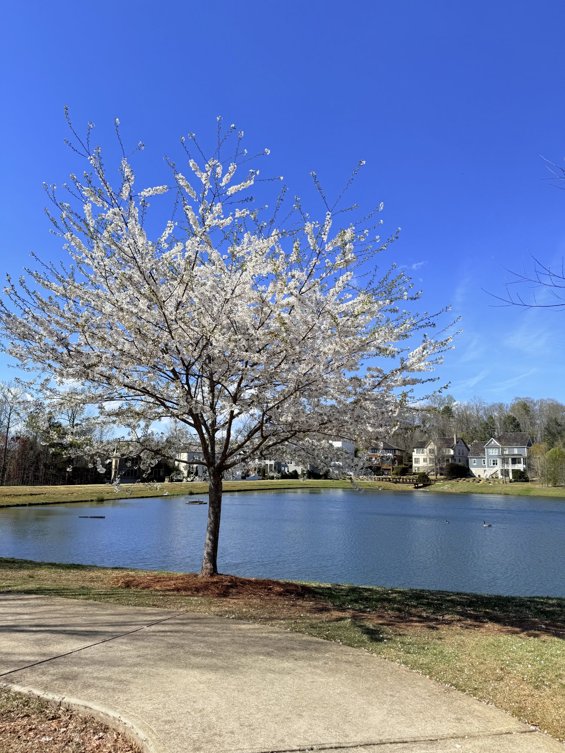 outdoor walk and talk therapy